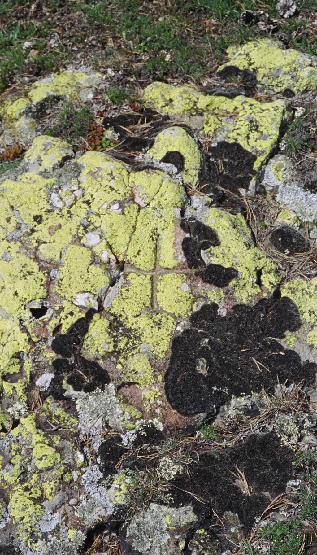Creu medieval gravada a la roca (1294) que marca el terme entre Pi i Bellver