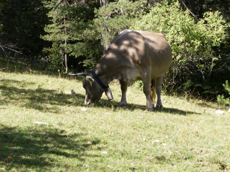 Vaca bruna dels Pirineus pasturant a les muntanyes de Pi